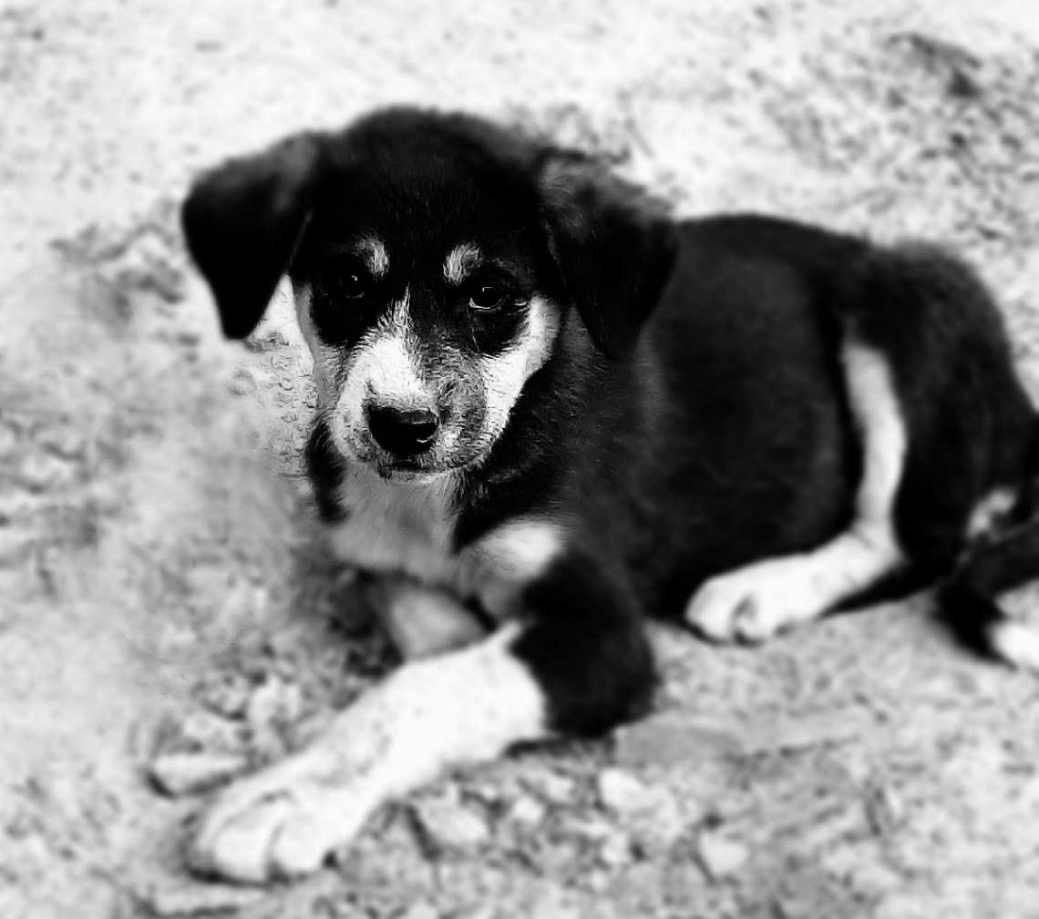 Cute Puppy 