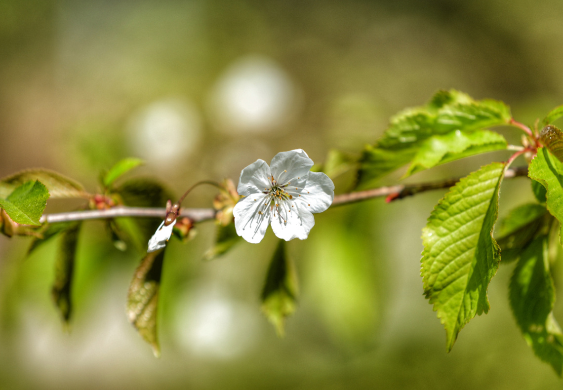 White and Green