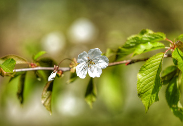 White and Green