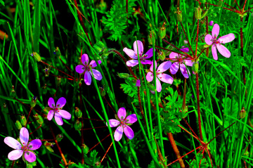 BLÜTEN