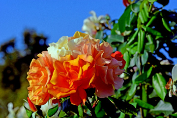 BLÜTEN