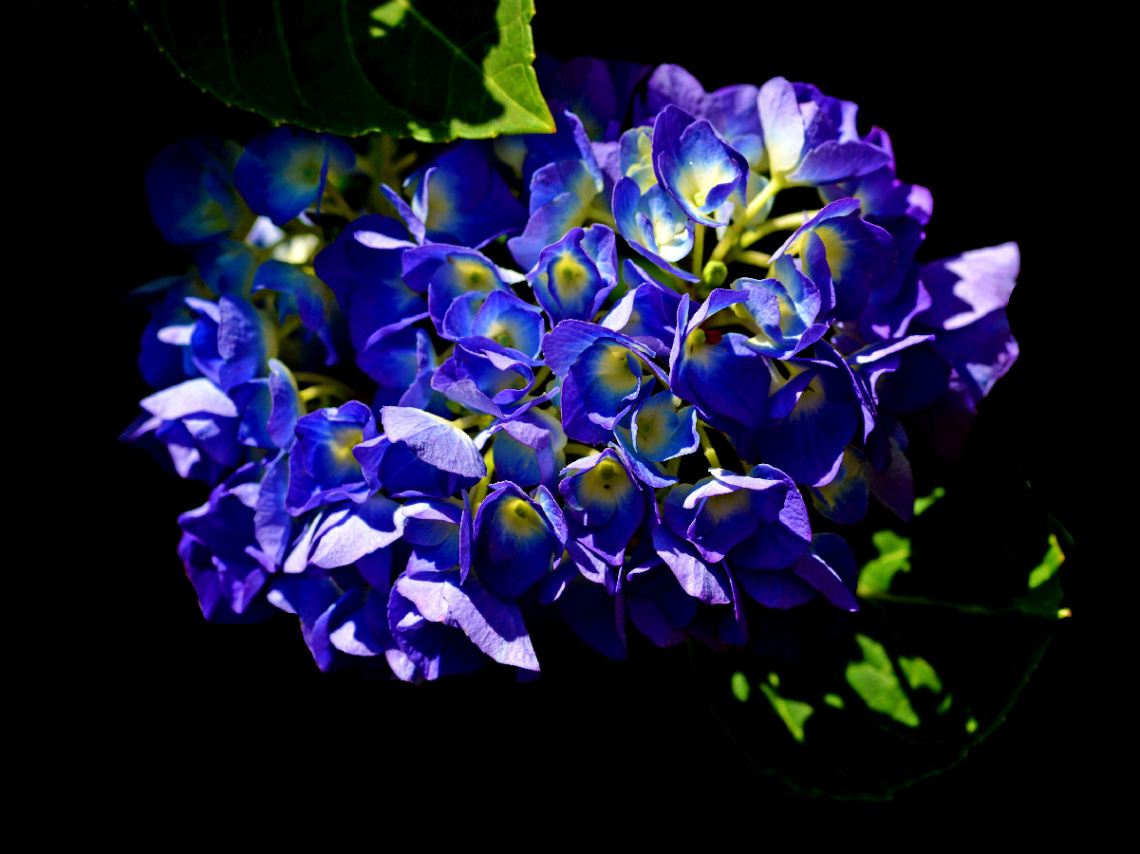 BLÜTEN