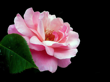 BLÜTE