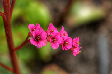 Blomster i Tivoli - Kbh - Danmark.