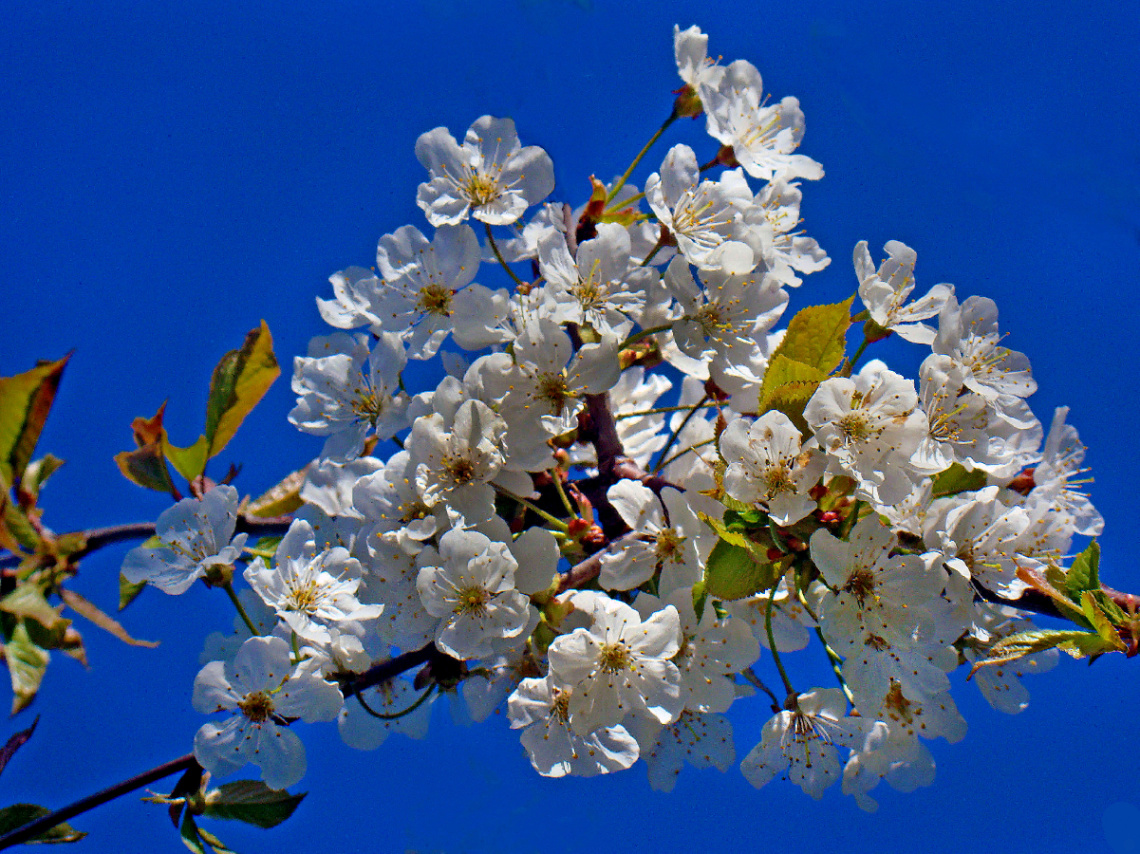 BLÜTEN