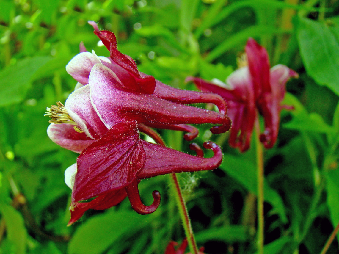 BLÜTEN