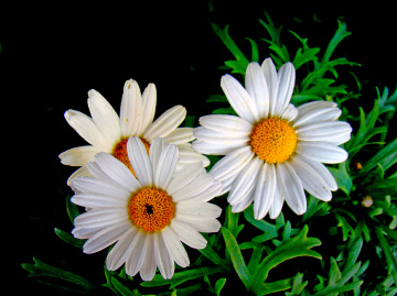 BLÜTEN