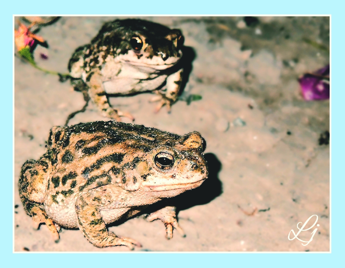 Toad 'napping: :D