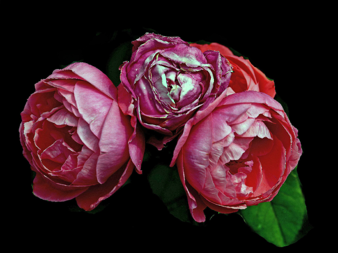 BLÜTEN