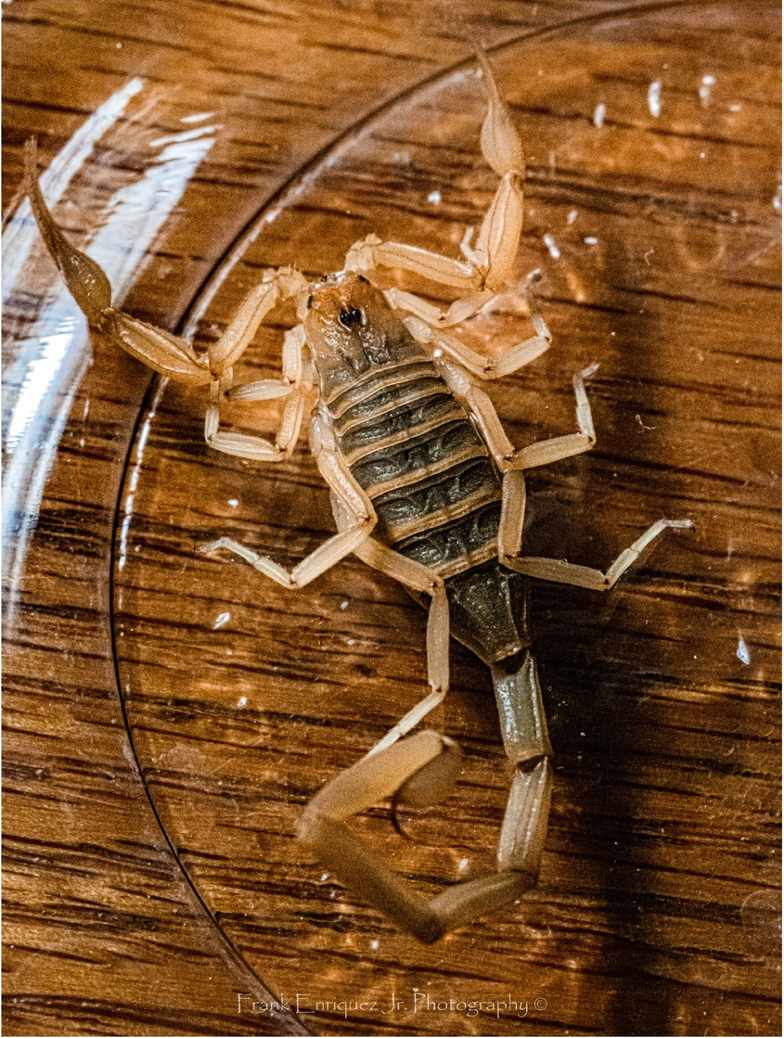 Arizona Centruroides Sculpturatus