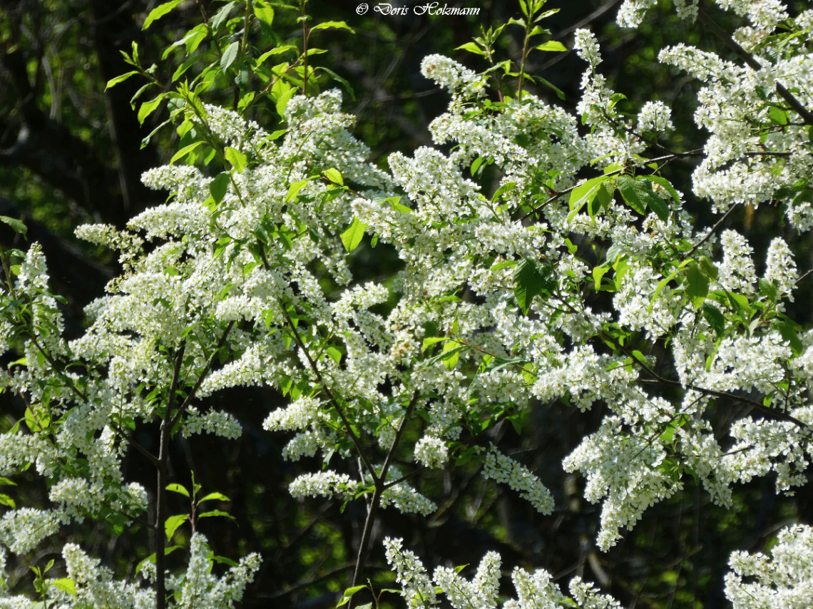 blossoms