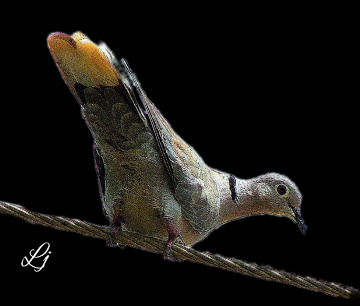 Dove