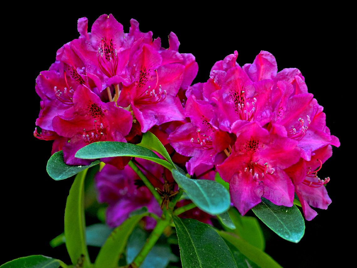 BLÜTEN
