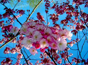 BLÜTEN