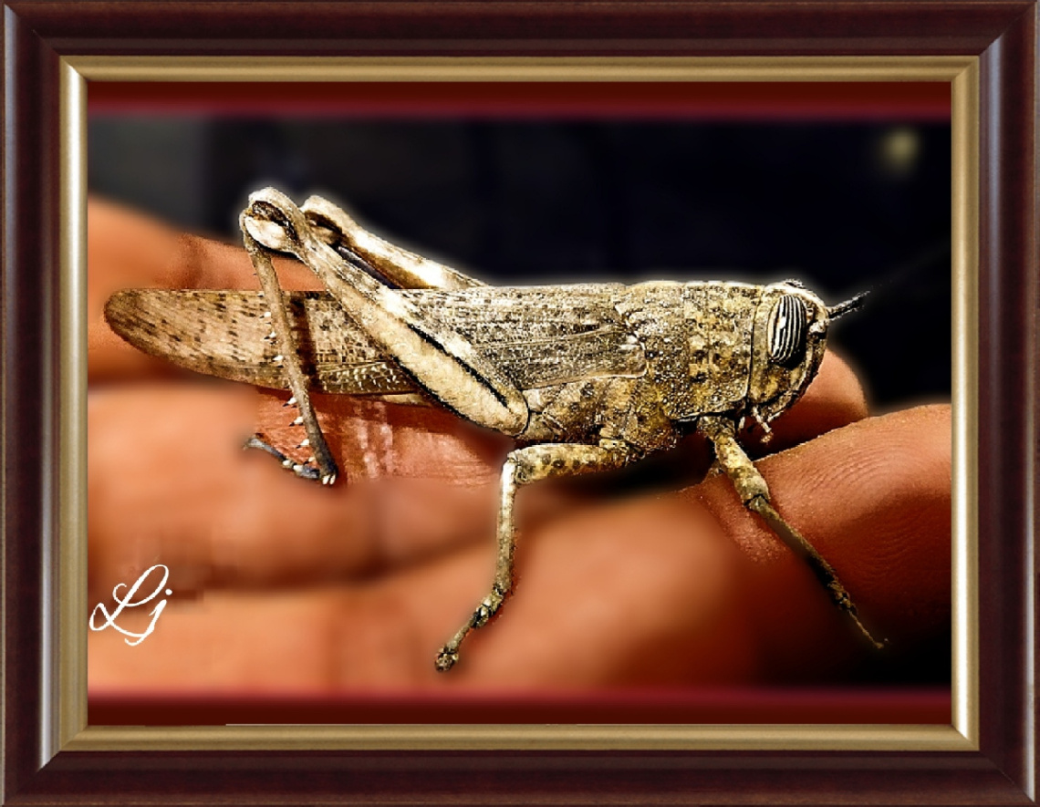 Grasshopper 