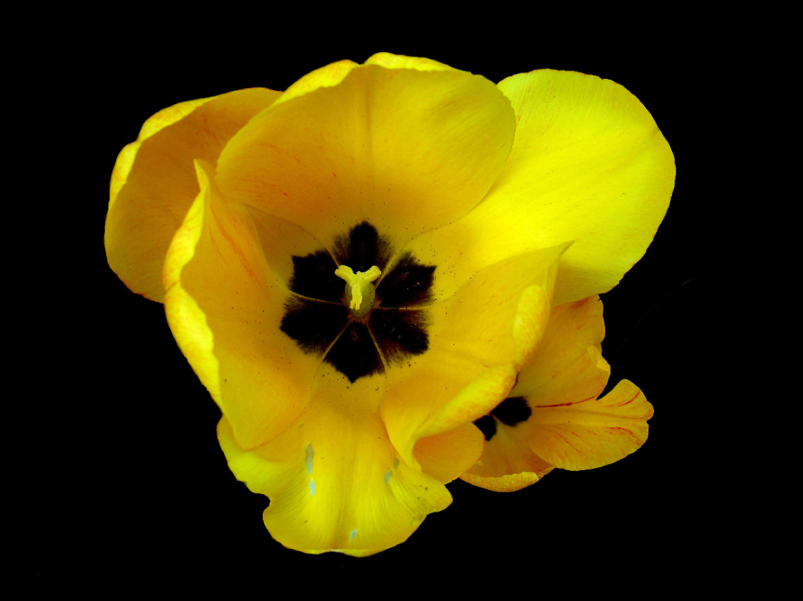 BLÜTEN