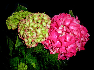 BLÜTEN