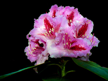BLÜTEN