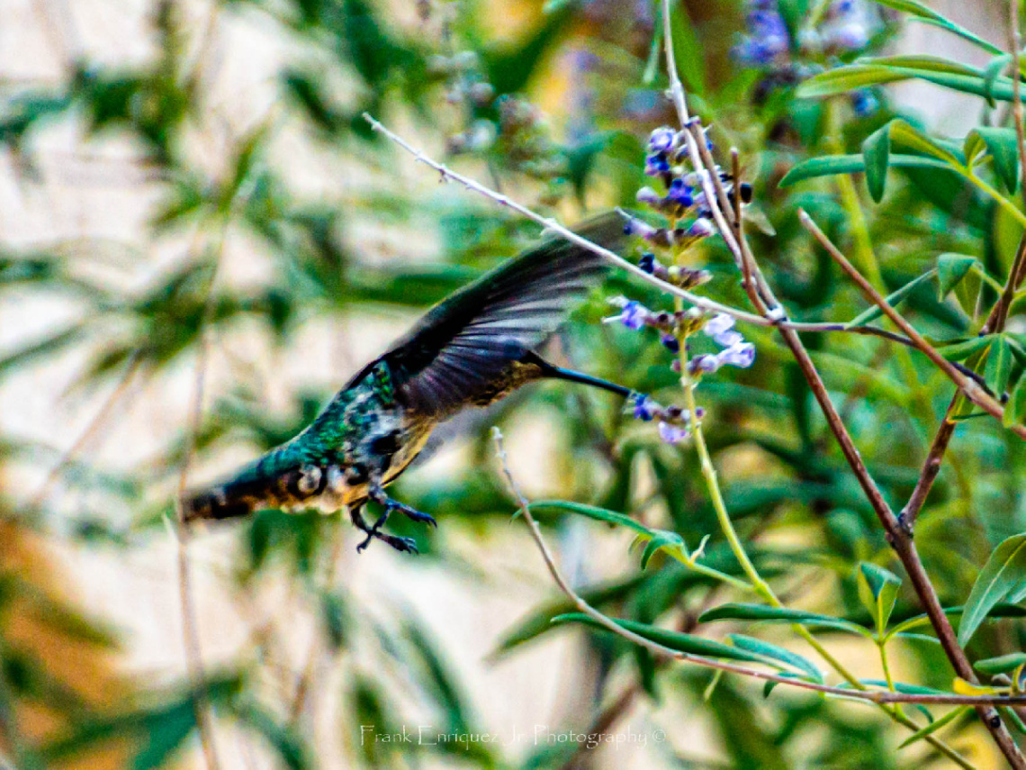 Hummingbird