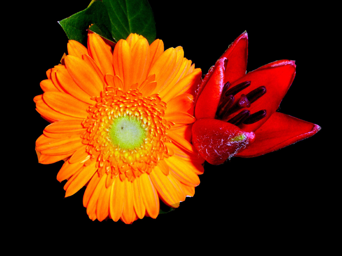 BLÜTEN