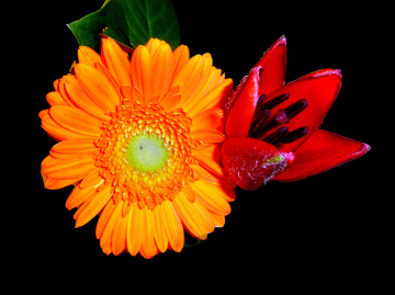BLÜTEN