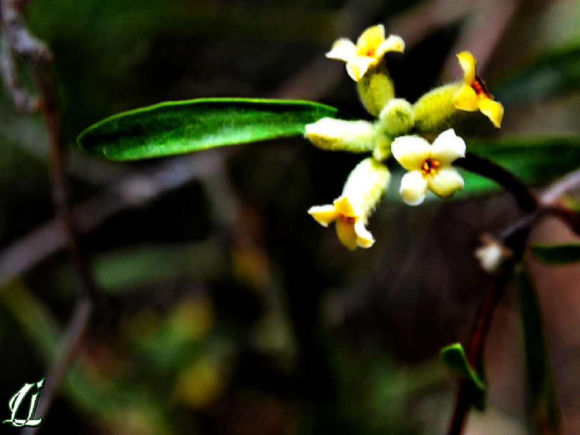 Tiny wild beauty ❤️