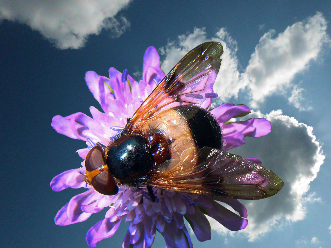BLÜTE MIT BESUCH