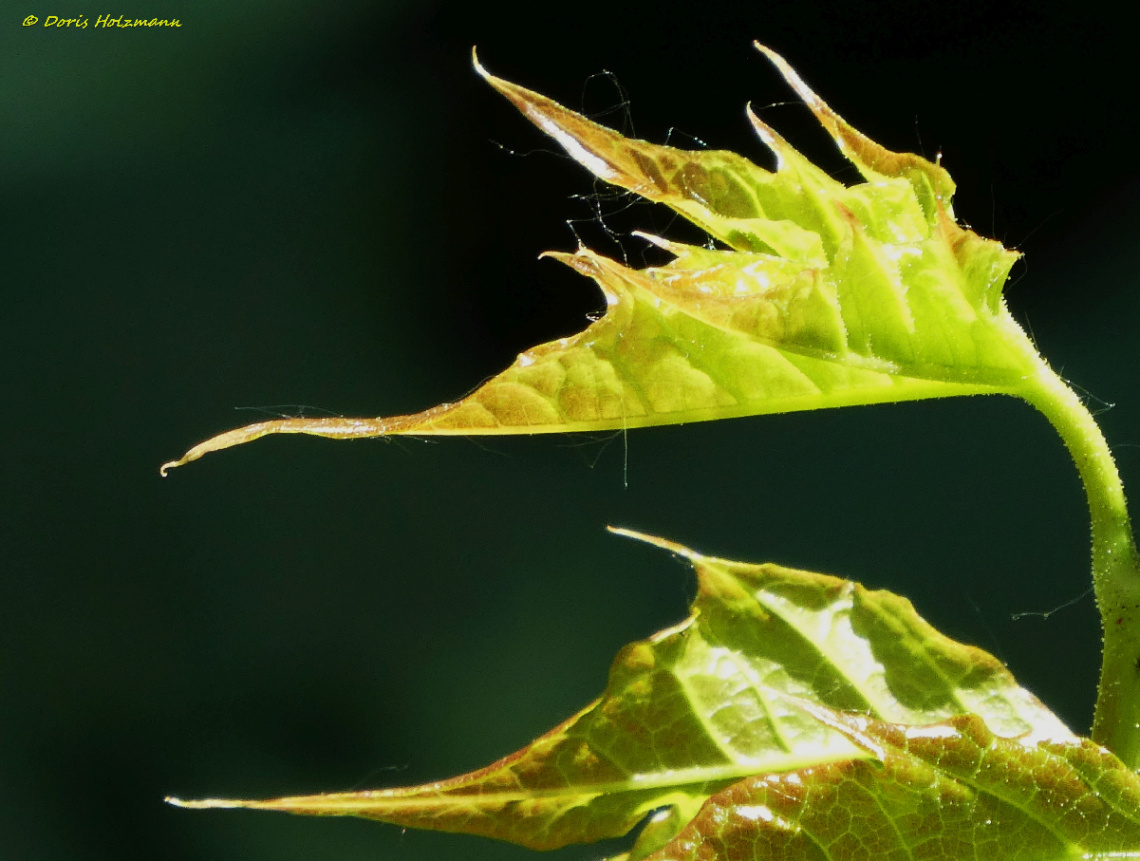 Leaves with cobwebs