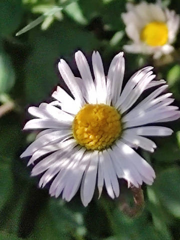 Yayla güzeli