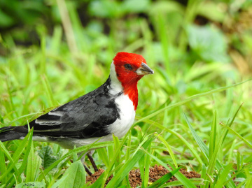 Red-cowled Cardinal