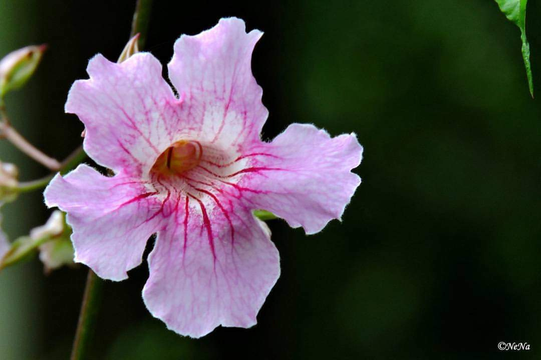 Flor