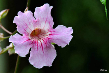 Flor