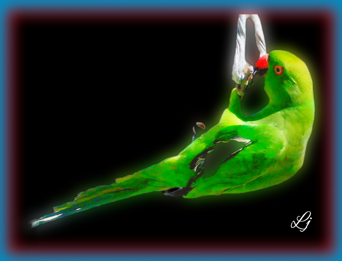 Avian Exercise ❤️