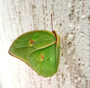 Borboleta 