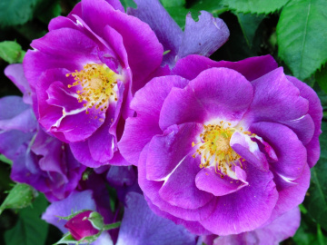 Çiçeklerin ömrü kısadır ama herzaman güzeldir.