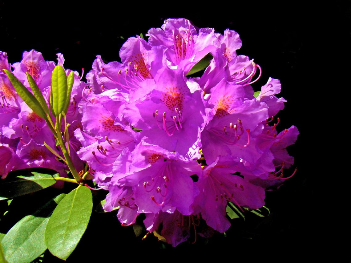 BLÜTEN