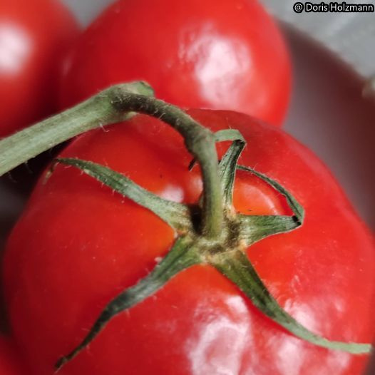 Tomato
