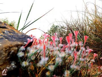 Wild is more beautiful ❤️