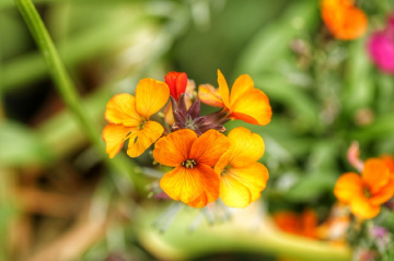 Blomster i Tivoli - København - Danmark