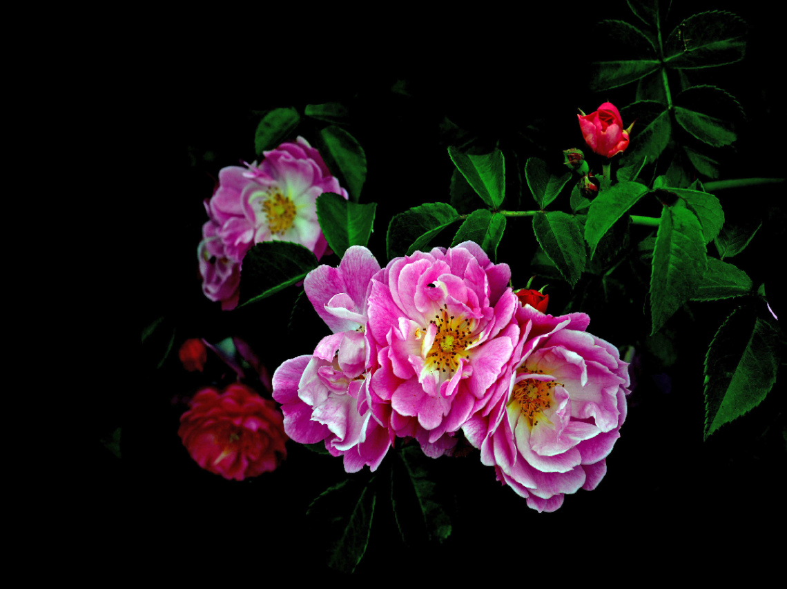 BLÜTEN