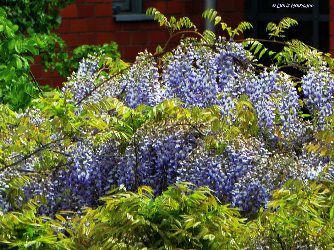 Wisteria 