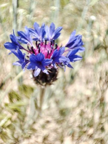 Miniciks Hayatlar  Biraz mor biraz mavi 