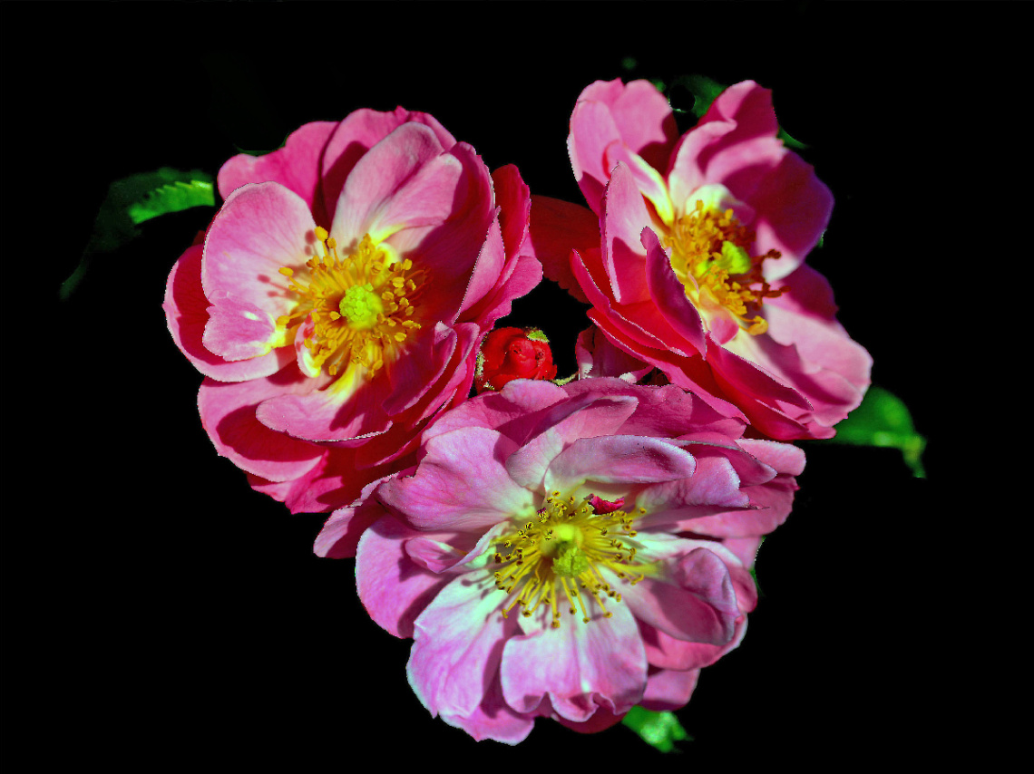 BLÜTEN