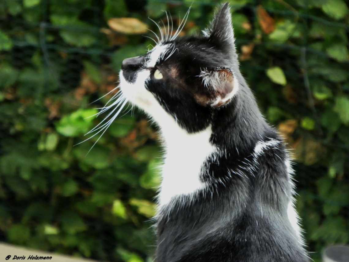 Neighbour's cat 