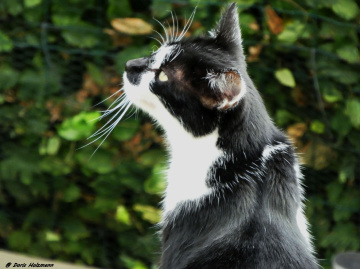 Neighbour's cat 