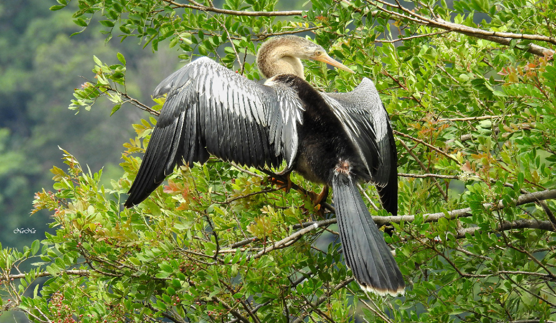 Anhinga