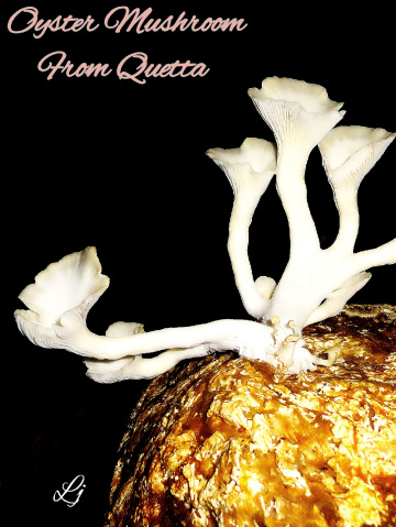 Oyster Mushroom 