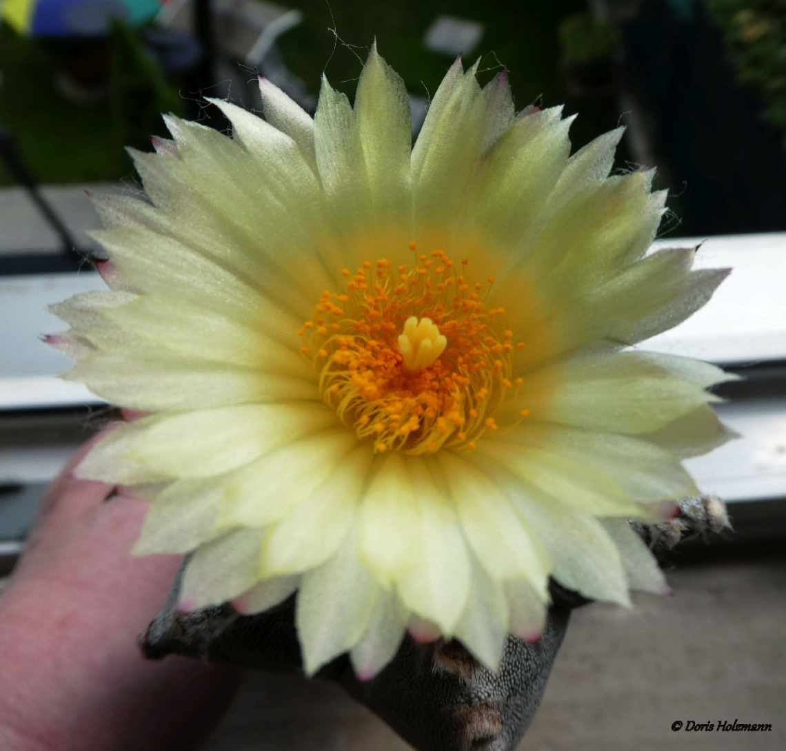 Flowering of the cactus Bishop's cap 