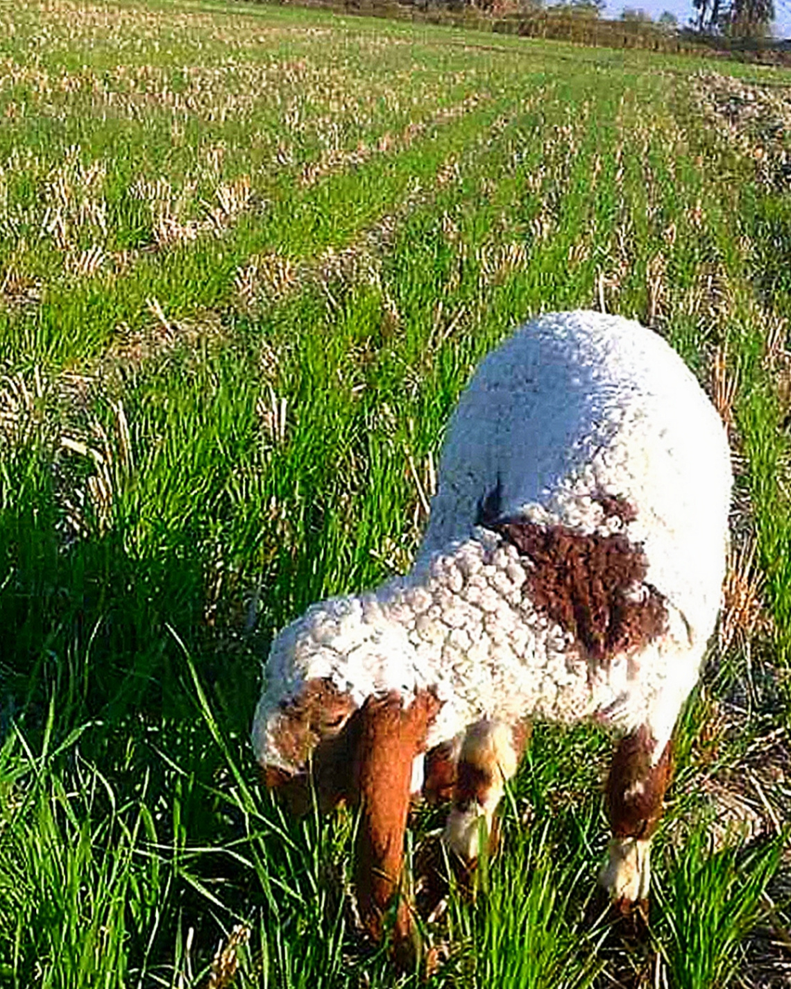 Lovely Lamb