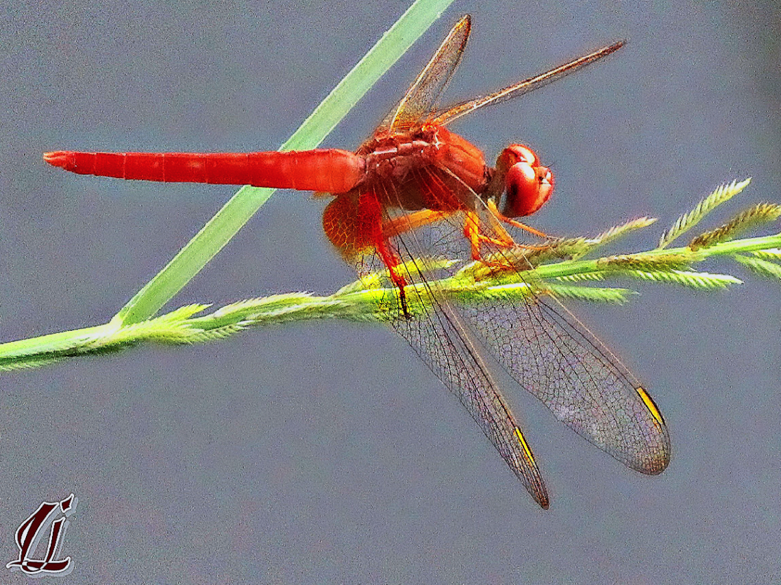 Gold on wings 